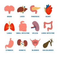 Stock vector flat color icon organs set
