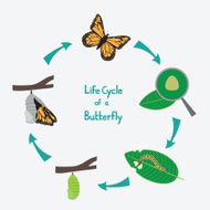 Life cycle of a Butterfly diagram
