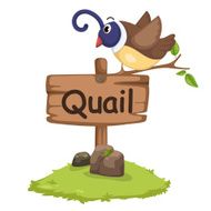 animal alphabet letter Q for quail N2