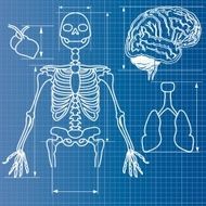 skeleton blueprint