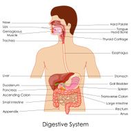 Digestive System N15
