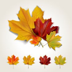 Leaves N9