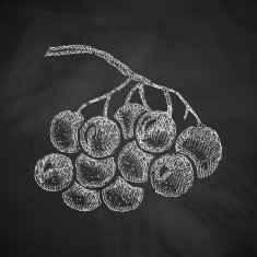 berries icon N4