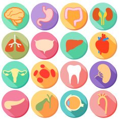 Internal organ and Body Parts