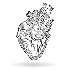 Heart human body anatomy sketch isolated on white background