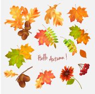 Autumn leaf vector collection