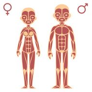 Male and female muscle chart