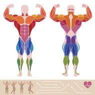 The human muscular system anatomy posterior and anterior view vector