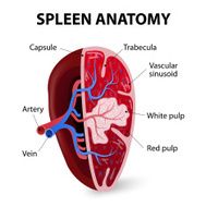 Spleen Cross section