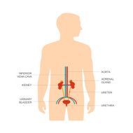 Human Urinary System N3
