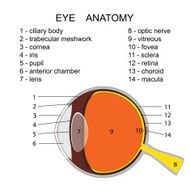 Human eye anatomy N2