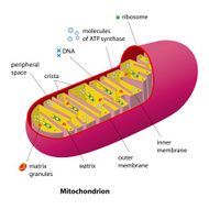 Mitochondrion scheme N2