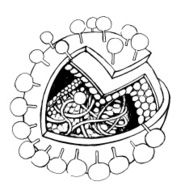 Virus
