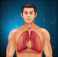 Human respiratory system N22