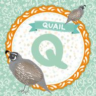 ABC animals Q is quail Childrens english alphabet Vector N2