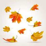 leaf N4