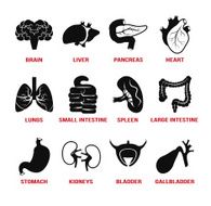 Vector internal human organs icons set