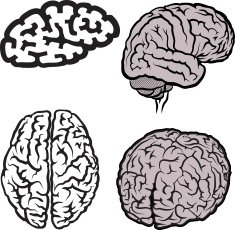 Brain N32