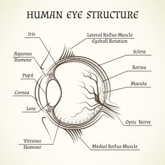 Vector structure of the human eye