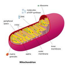 Mitochondrion scheme N2
