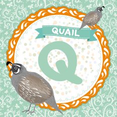 ABC animals Q is quail Childrens english alphabet Vector N2