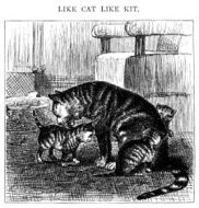 Kittens resemble their mothers