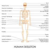 Human Skelton