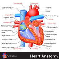 Anatomy of Heart