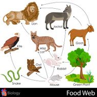 Food Web N12