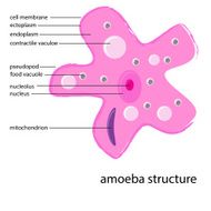 amoeba structure