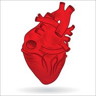 Heart human body anatomy red sketch isolated on white background