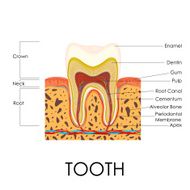 Human Tooth Anatomy