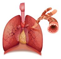 Lungs and bronchus