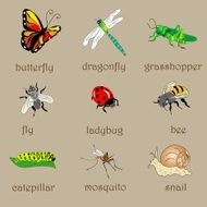 Insects Set