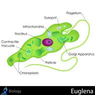 Euglena Diagram