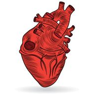 Heart human body anatomy red sketch isolated