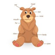 bear vocabulary part of body vector N2
