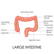 Human Large Intestine Anatomy