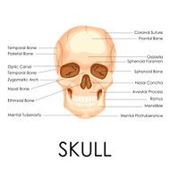 Human Skull N8