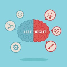 Left and right human brain vector illustration N7