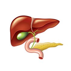 Human liver gallbladder pancreas anatomy vector