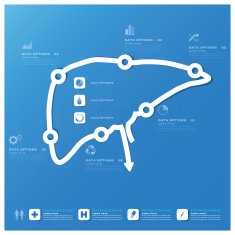 Liver Shape Business And Medical Infographic Design Template