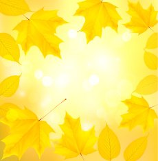 Autumn background with leaves N11