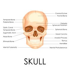 Human Skull N8