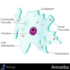 Amoeba Diagram N2