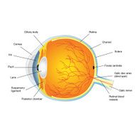 Anatomic Structure of human eye