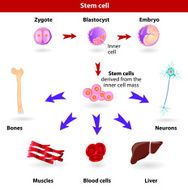 Stem Cells N5