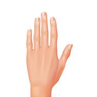 Hand isolated on white vector