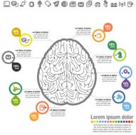 Brain Infographic N3