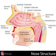 Human Nose N5